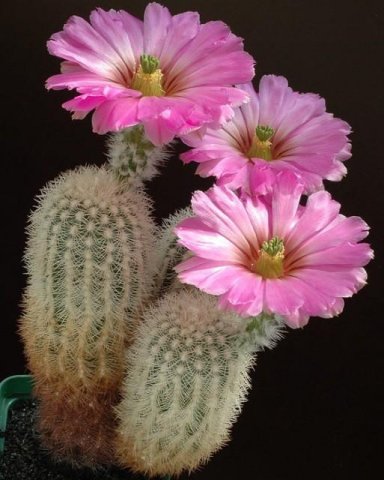 Echinocereus_pectinatus